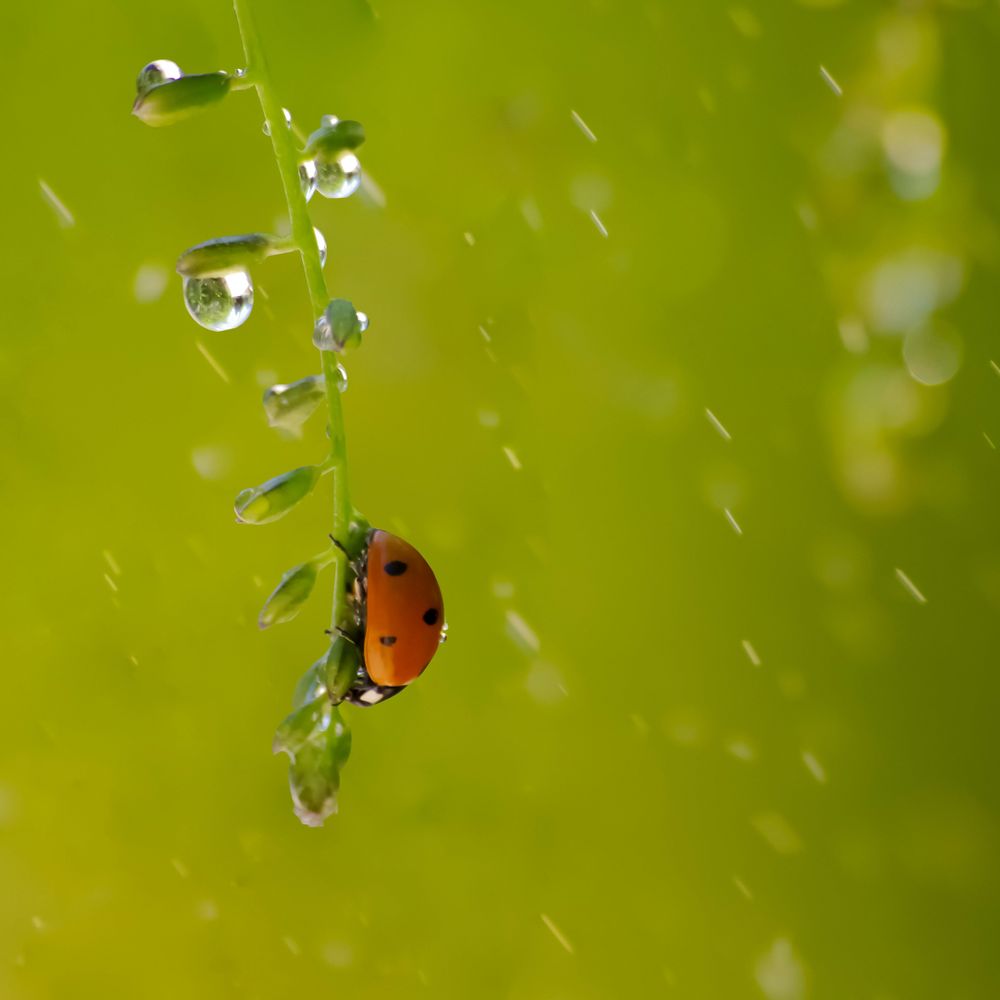 April Showers