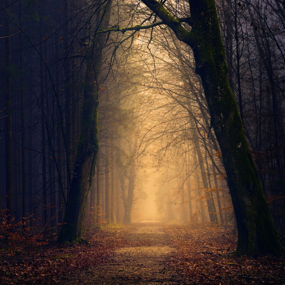 Fragile Giants