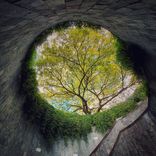 Under the Willow Tree