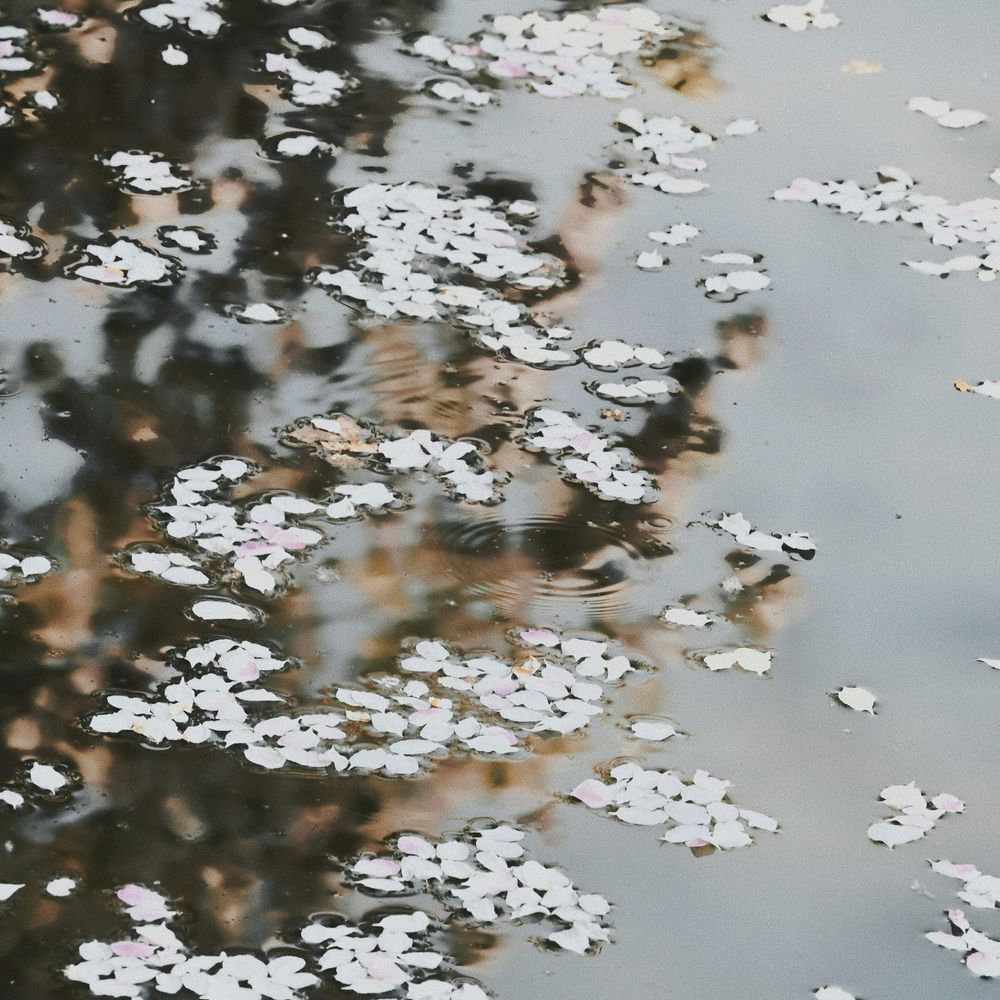 Petals