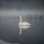The Swan's Aria