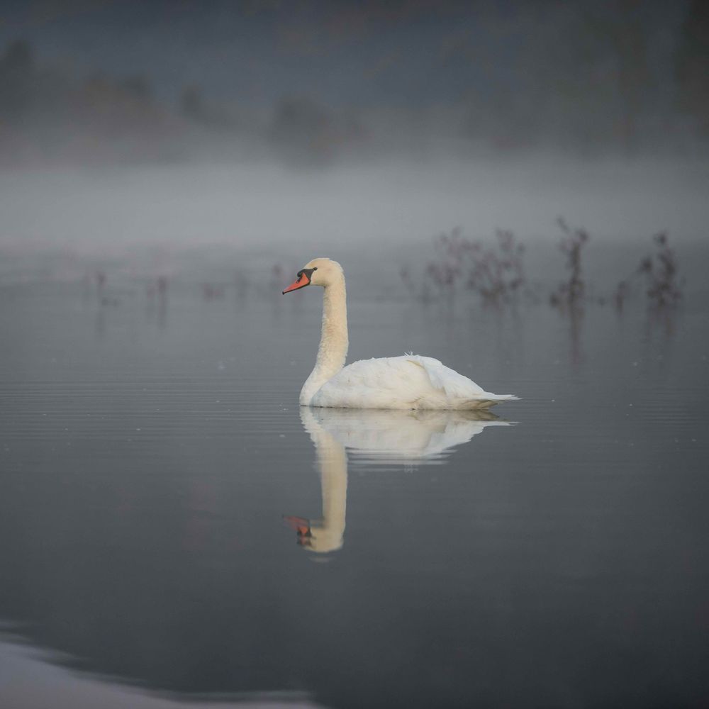 The Swan's Aria