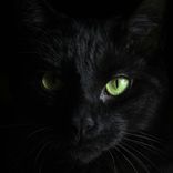 The Uninvited Guest