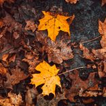 Falling Leaves