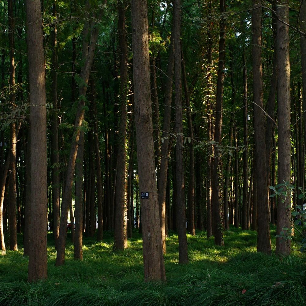 Forest Concerto