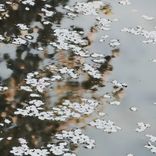 Petals