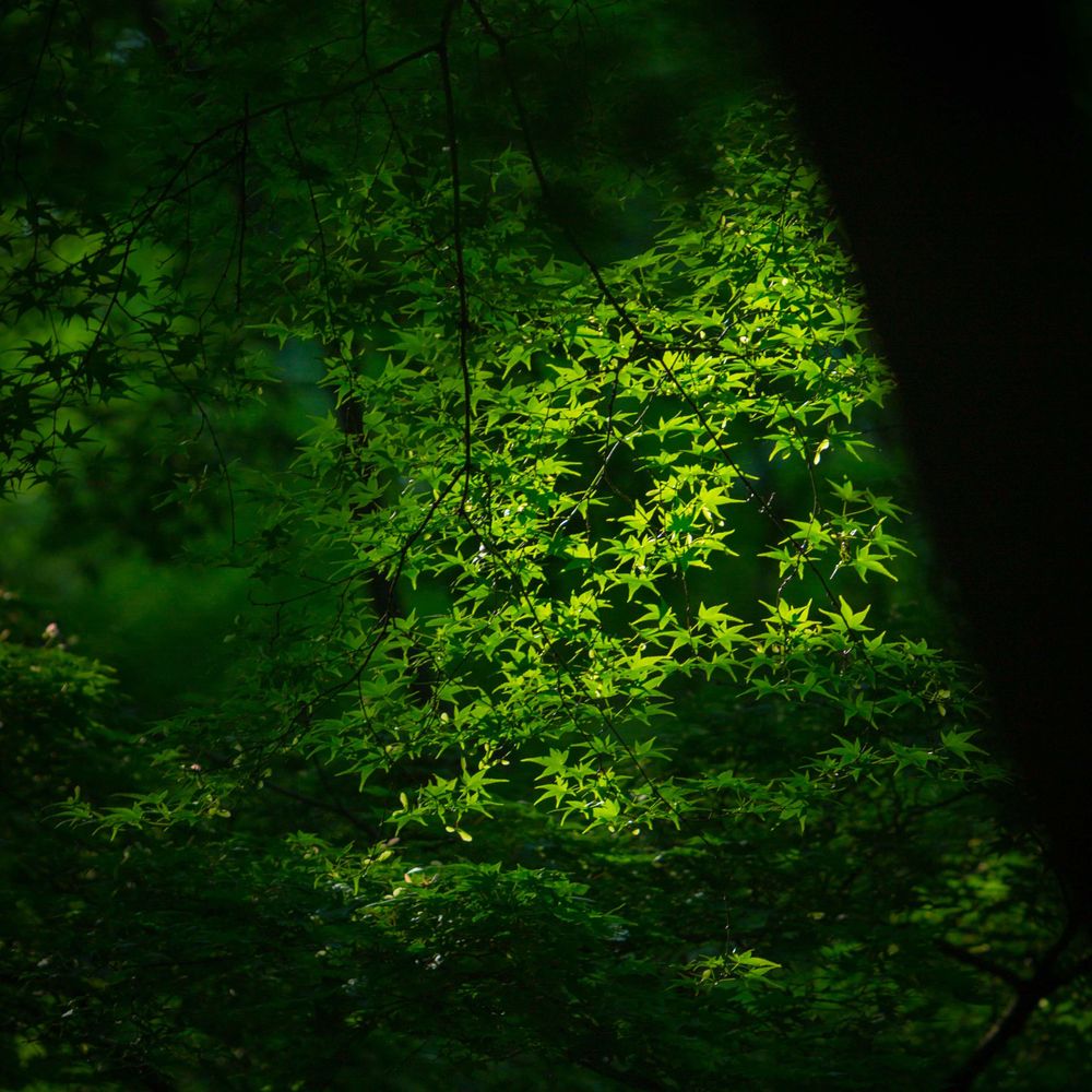 Under the Beech Grove