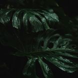 Rainy Groove