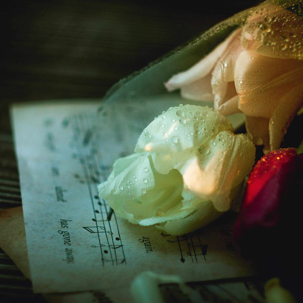 Lullaby of Serenity