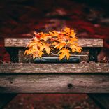 Autumn's Farewell Letter