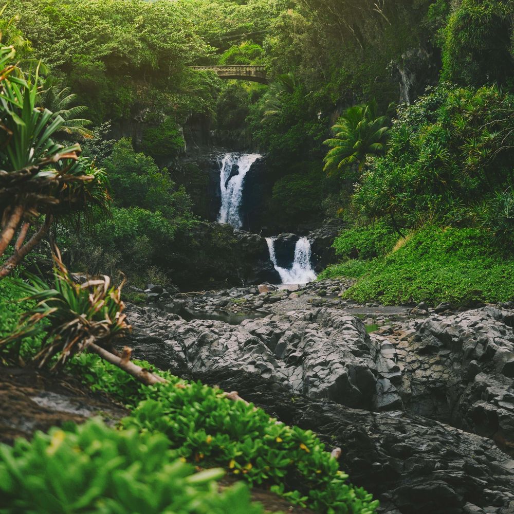 Forest Dawn