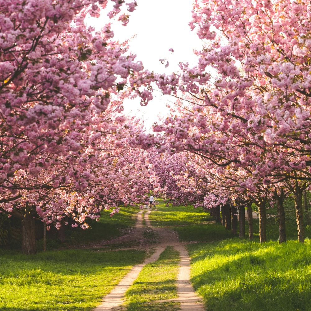 Under the Cherry Sky