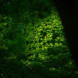 Under the Beech Grove