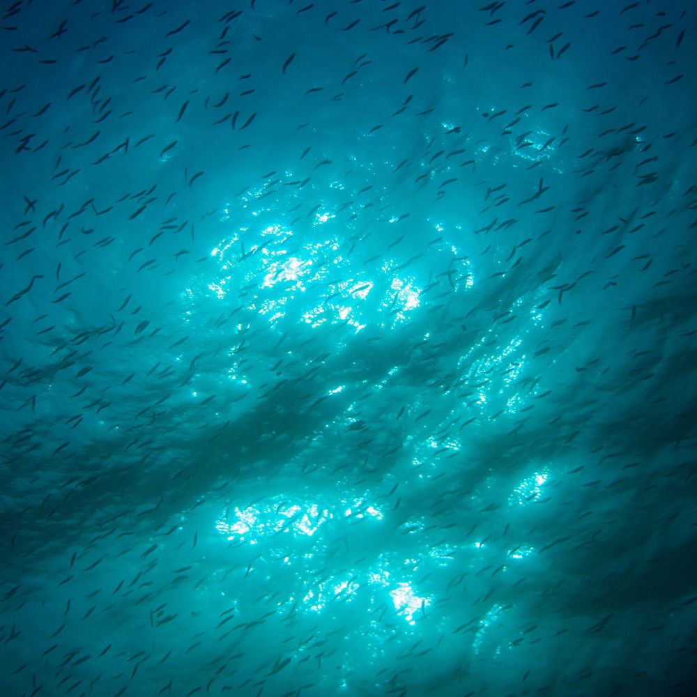 Deep Sea Lullaby