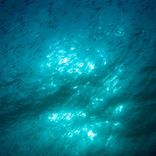 Deep Sea Lullaby