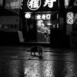 Whiskers Beneath Neon Shadows