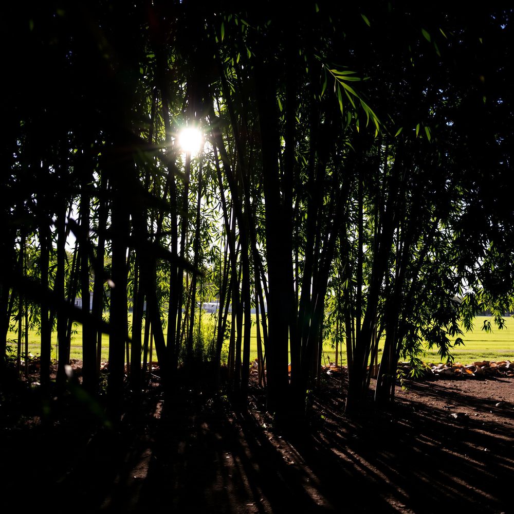Dawn's First Light in the Bamboo Grove