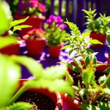 Sunlit Deck and Potted Plants