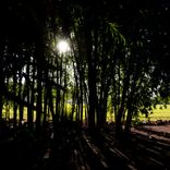 Dawn's First Light in the Bamboo Grove