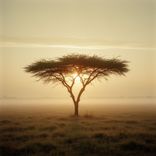 Acacia Sunbreak