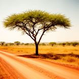 Acacia Run